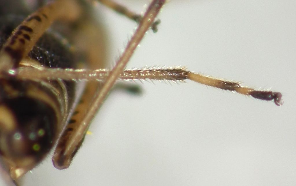 Nysius graminicola?  S !